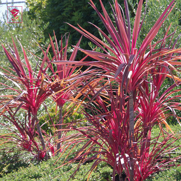  آب مناسب برای درختچه دراسنا قرمز