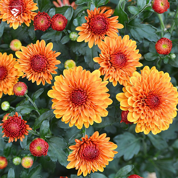 نور مناسب گل داوودی