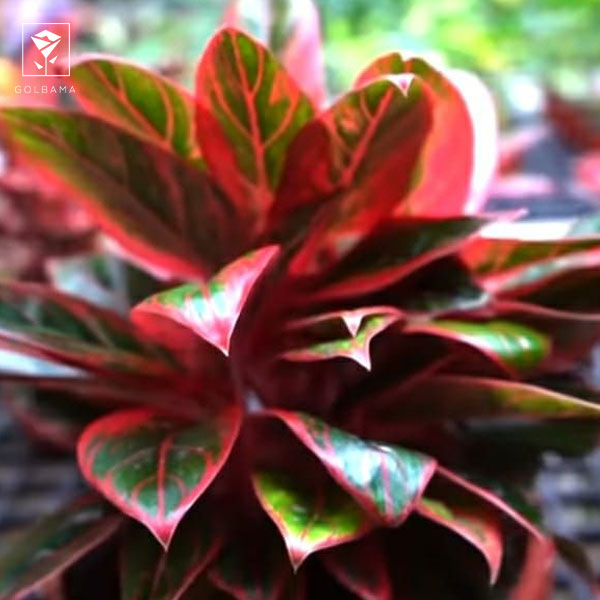 خواص گل آگلونما