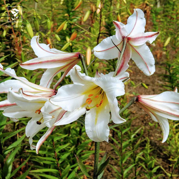 کاشت گل لیلیوم