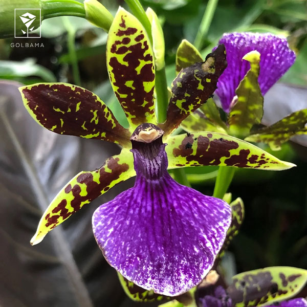 ارکیده زیگوپتالوم (ZYGOPETALUM ORCHID)