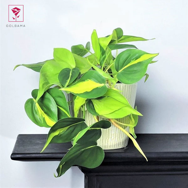 هرس کردن اسکاندیس را چگونه انجام دهیم؟