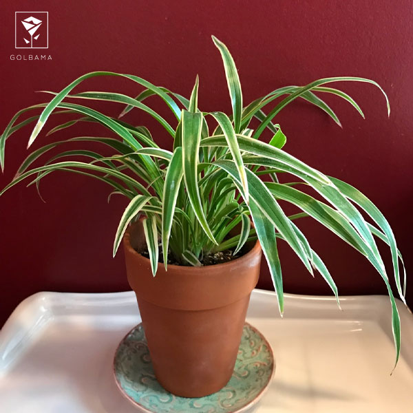 گیاه گل گندمی واریگاتوم