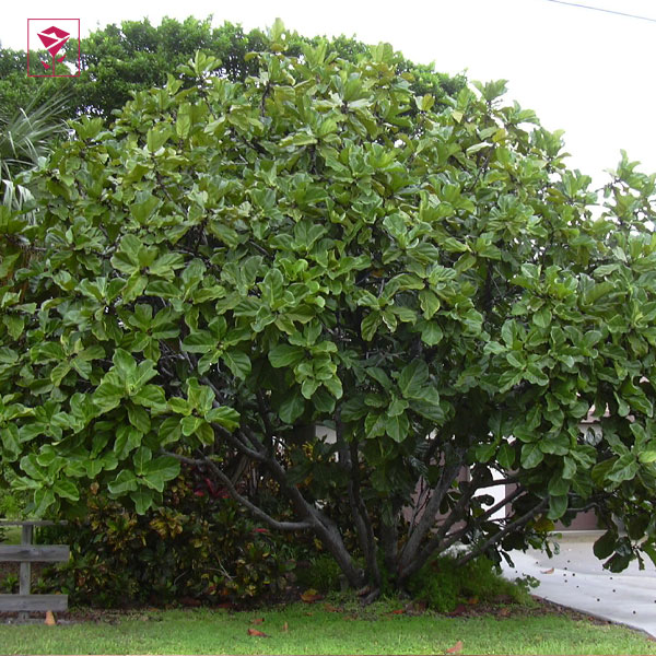 تکثیر گل لیراتا چگونه صورت می‌گیرد؟