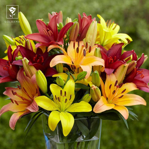 کاشت لیلیوم از طریق پیاز