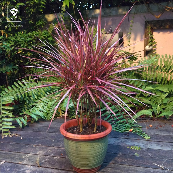 شرایط دمایی و محیطی مناسب برای گل دراسنا پرچمی