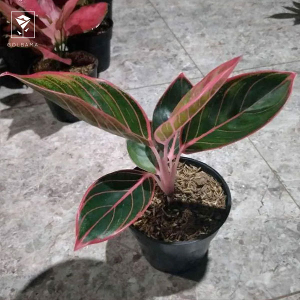 خواص گل آگلونما: گیاه آگلونما می‌تواند کیفیت هوا را بهتر کند