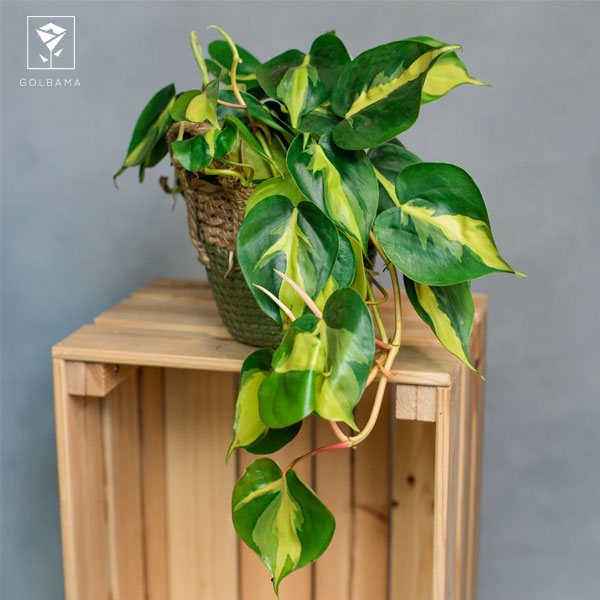 چگونه گیاه اسکاندیس را تکثیر کنیم؟