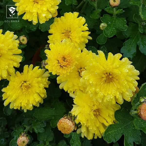 دمای مناسب گل داوودی