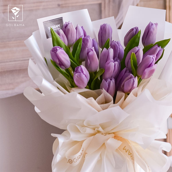 گل لاله بنفش