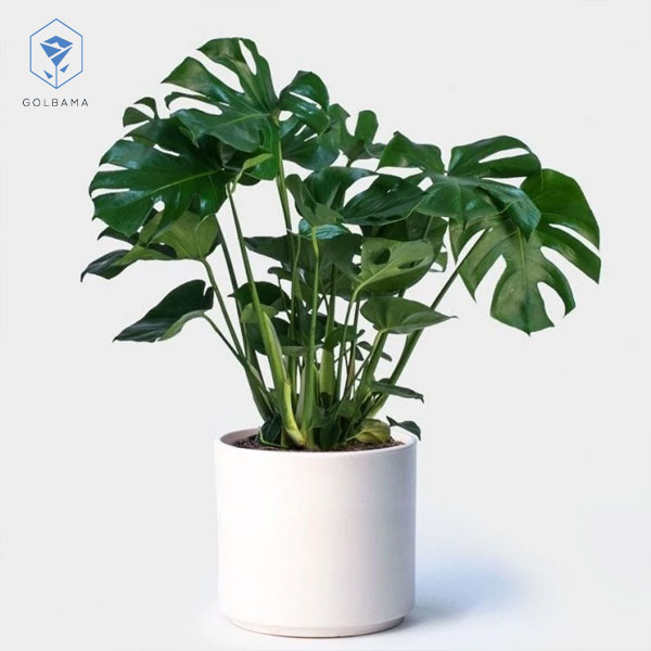 دمای مناسب گیاه برگ انجیری