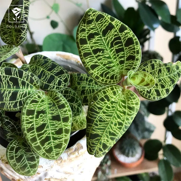 ارکیده‌ی جواهر (Jewel Orchid)