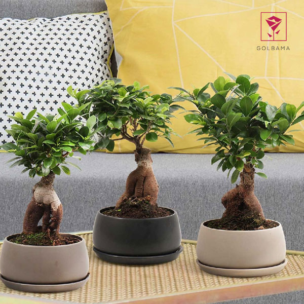 اجزای اصلی کود