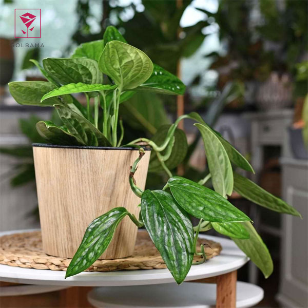 پتوس چروک (Monstera Karstenianum)