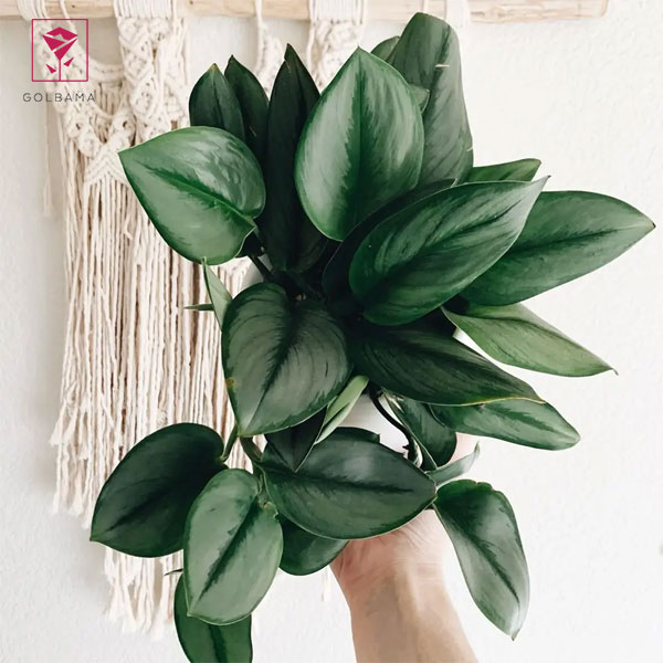 پتوس فرانسوی (Scindapsus treubii Moonlight)