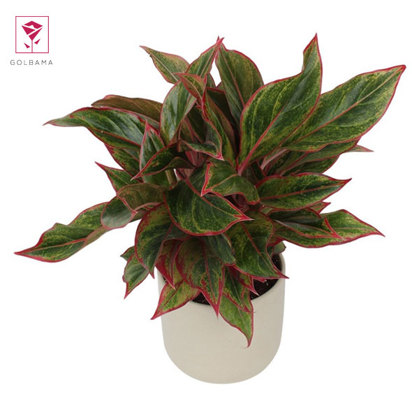 خواص گل آگلونما: تقویت روحیه و افزایش بهره‌وری