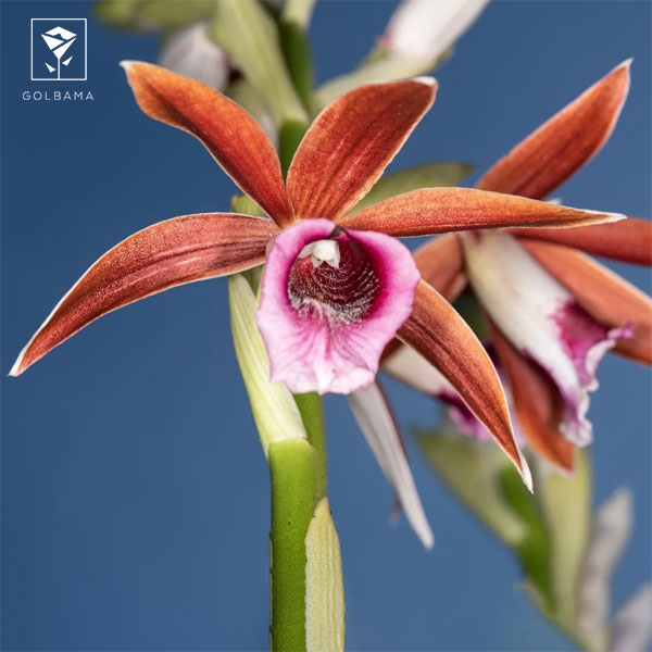 ارکیده فایوس (PHAIUS ORCHID)