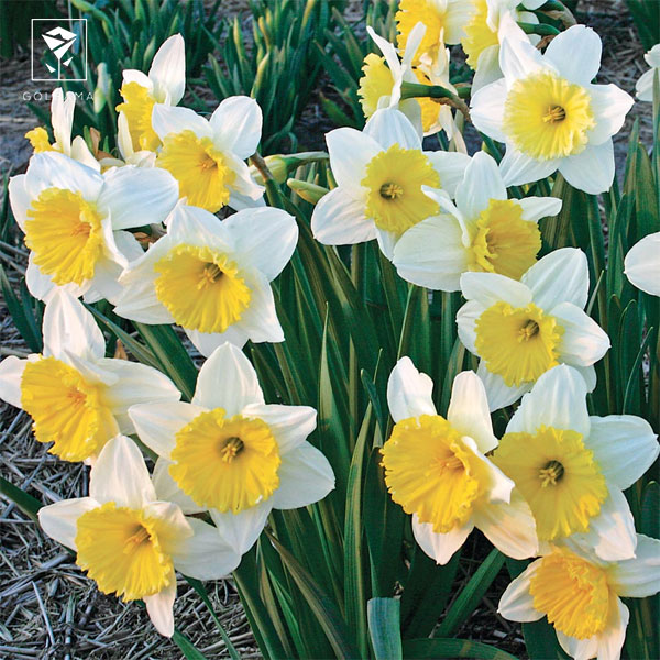 نرگس آیس فولیس