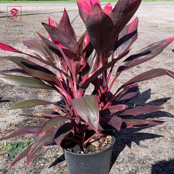  روش تکثیر دراسنا پرچمی قرمز