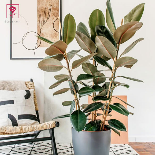 فیکوس الاستیکا