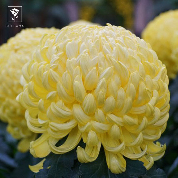 آبیاری گل داوودی