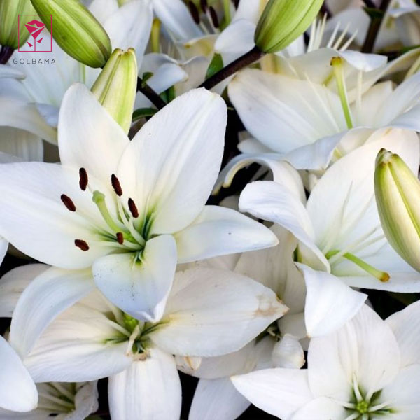 کاشت لیلیوم از طریق بذر