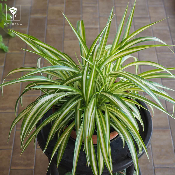 گیاه گل گندمی بانی