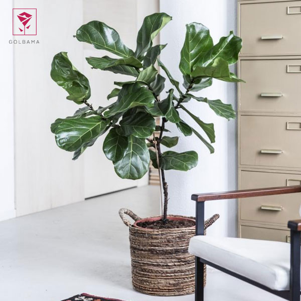 ظرف قلمه لیراتا را در محیطی پر نور و گرم قرار دهید