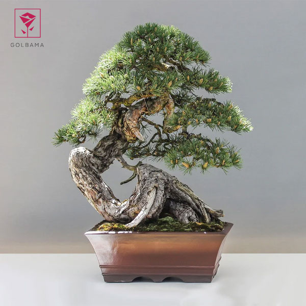 چه زمانی باید به گیاه کود بدهیم؟