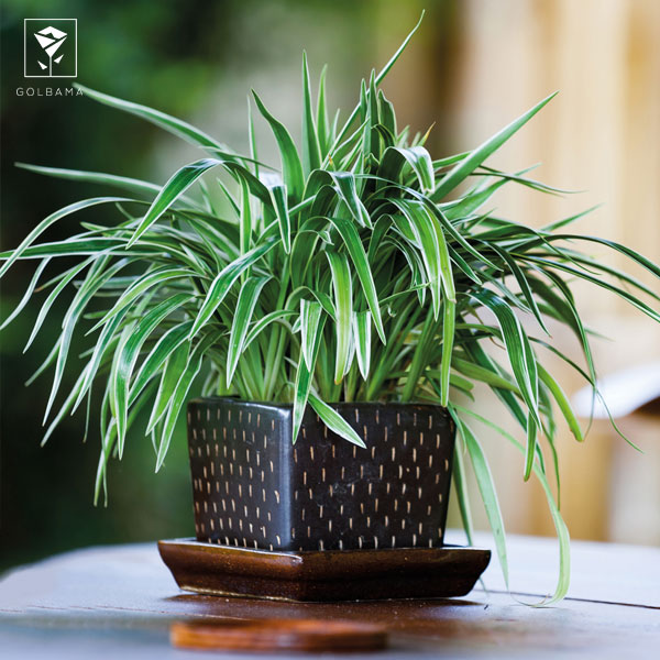 گیاه گل گندمی چیست؟