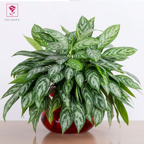 گیاه آگلونما چیست؟