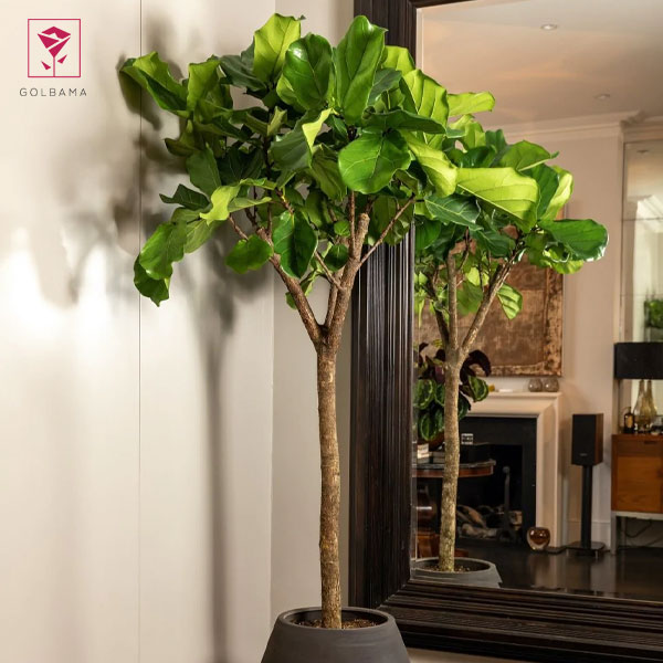 با لیراتا آپارتمان خود را سبز و زنده کنید