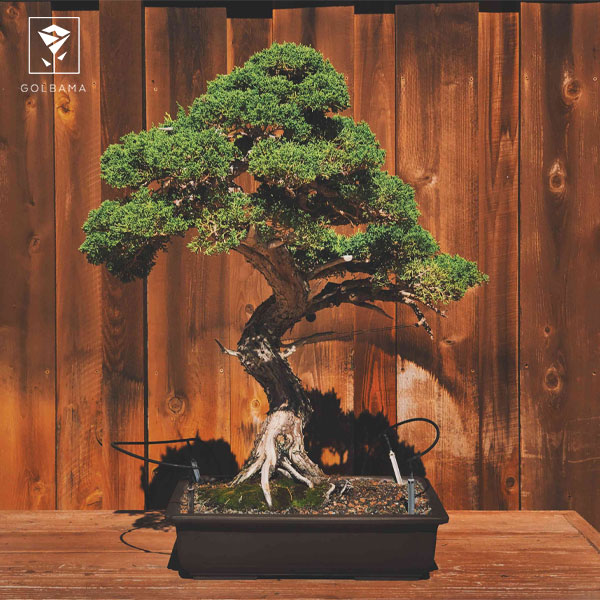 طبقه‌بندی اندازه گل بونسای