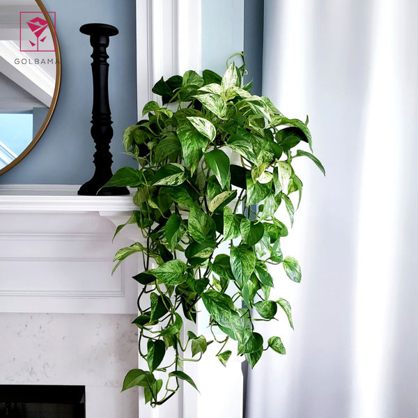 گیاه پتوس چیست؟