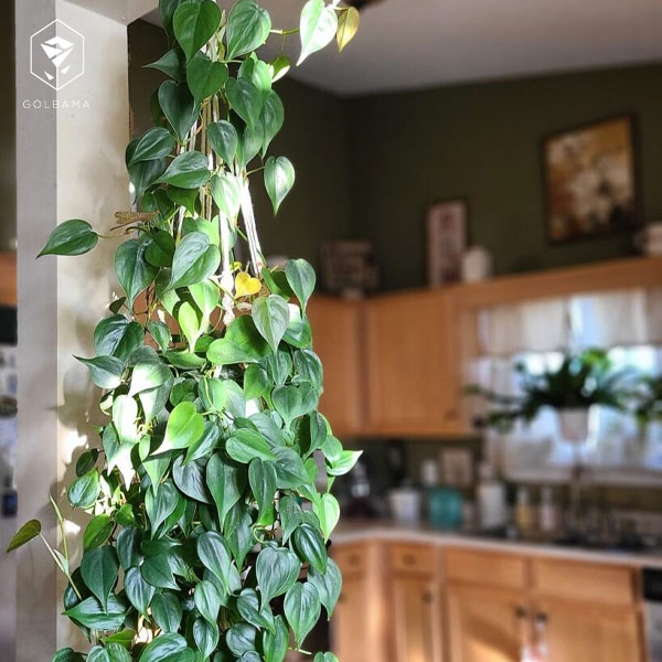 گل آپارتمانی سریع‌الرشد (Fast Growing Houseplants)