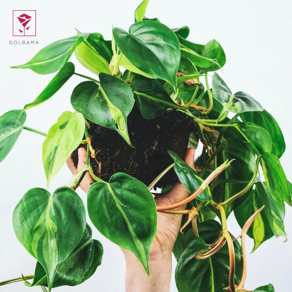 با نگهداری از گیاهان آپارتمانی خود را به طبیعت نزدیک‌ترکنید