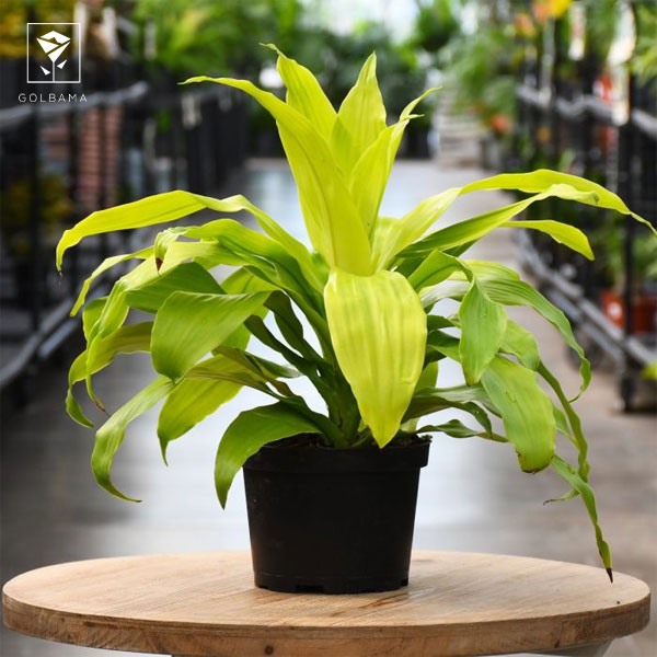 علت پژمرده شدن دراسنا پرچمی چیست؟