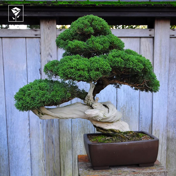 مقدار کود برای گیاه بن سای