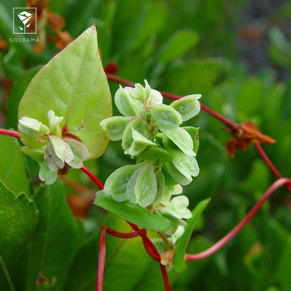 مشکلات رایج در رابطه با نگهداری گیاه اسکاندیس