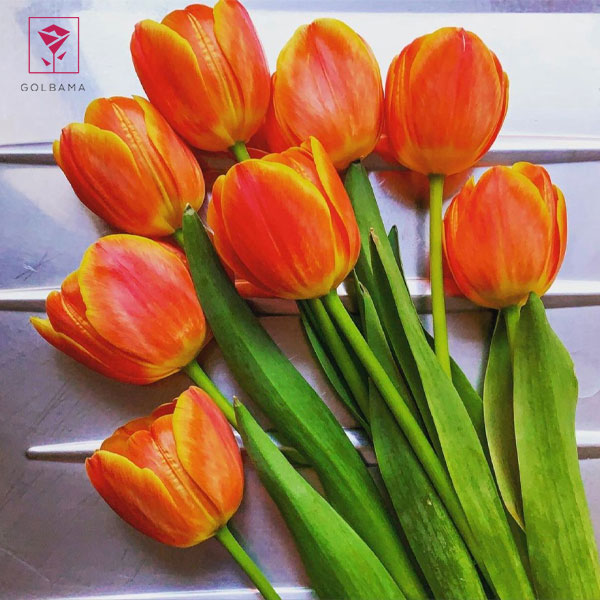 ترفندهای نگهداری گل لاله: 1. انتخاب گل لاله‌ها