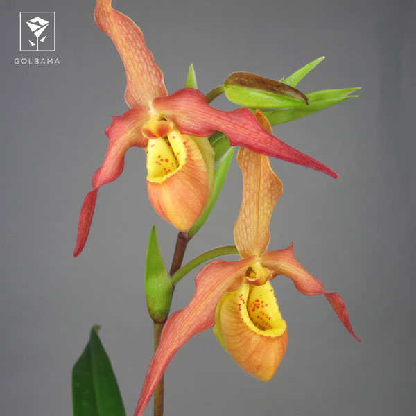 ارکیده فراگمیپدیوم (PHRAGMIPEDIUM)