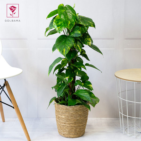 نگهداری از پتوس در خانه