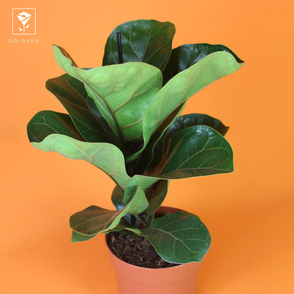 انواع فیکوس ها چه هستند؟