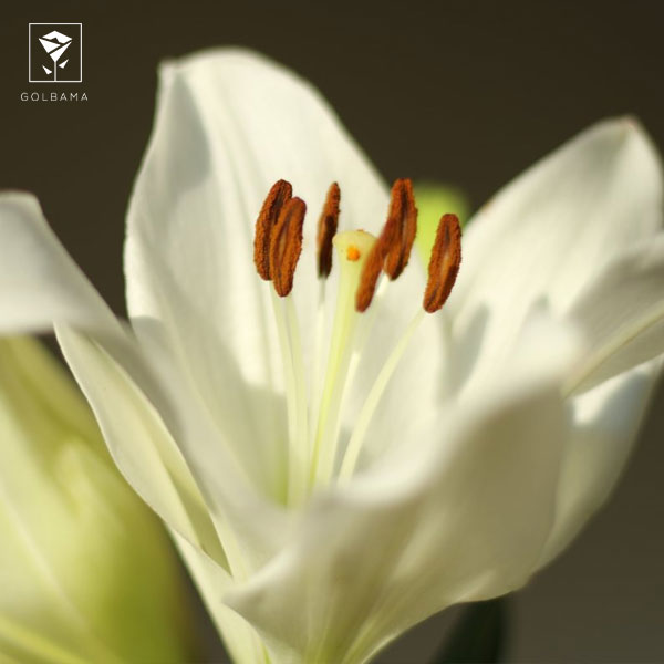 بهترین فصل کاشت لیلیوم