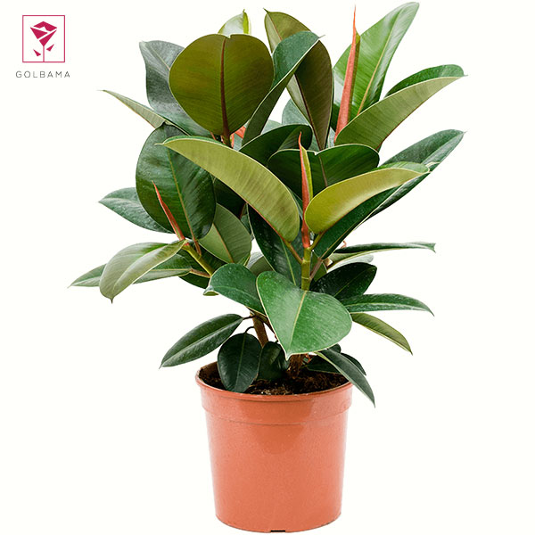 فیکوس الاستیکا ابلق