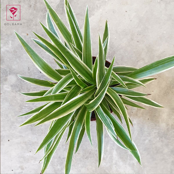 خواص گیاه گل گندمی چه هستند؟