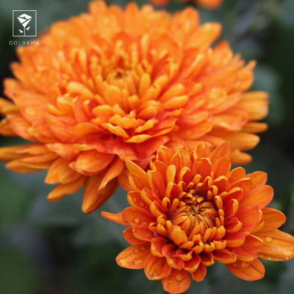 خاک مناسب گل داوودی