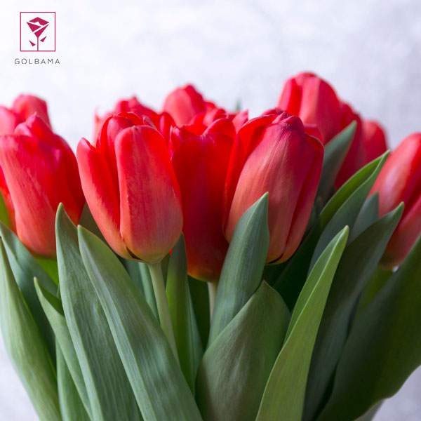 ترفندهای نگهداری گل لاله: 2. ساقه‌ها را در پارچه‌ای مرطوب بپیچید