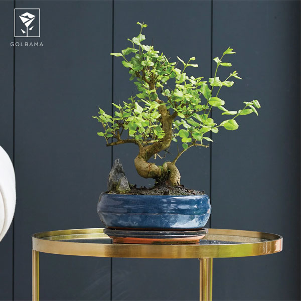 نگهداری گل بونسای در منزل: تعویض گلدان گل بونسای