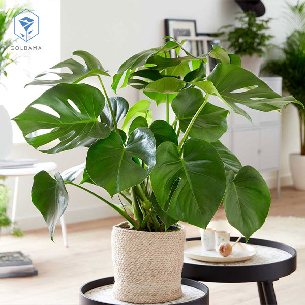 خاک مناسب گل مونسترا